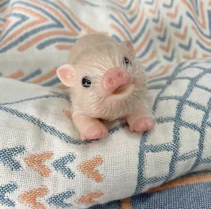 Silicone White Haired Playful Piglet